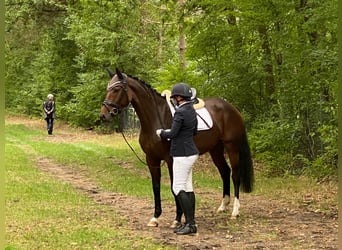 Oldenburg, Giumenta, 5 Anni, 165 cm, Baio