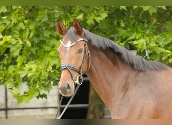 Oldenburg, Giumenta, 5 Anni, 165 cm, Baio