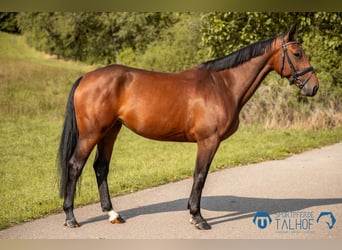 Oldenburg, Giumenta, 5 Anni, 165 cm, Baio