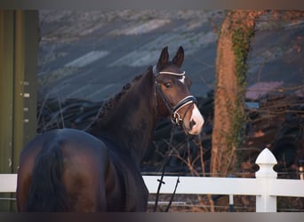 Oldenburg, Giumenta, 5 Anni, 165 cm, Baio scuro