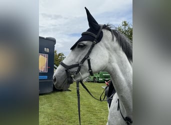 Oldenburg, Giumenta, 5 Anni, 165 cm, Grigio
