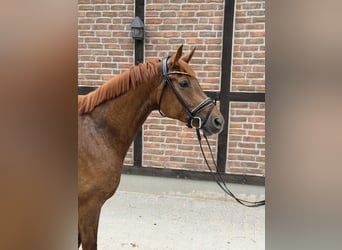 Oldenburg, Giumenta, 5 Anni, 165 cm, Sauro