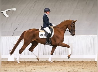 Oldenburg, Giumenta, 5 Anni, 165 cm, Sauro scuro