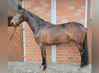 Oldenburg, Giumenta, 5 Anni, 166 cm