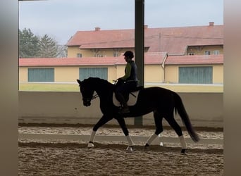 Oldenburg, Giumenta, 5 Anni, 166 cm, Morello