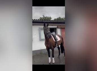 Oldenburg, Giumenta, 5 Anni, 166 cm, Morello