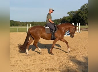 Oldenburg, Giumenta, 5 Anni, 166 cm, Sauro