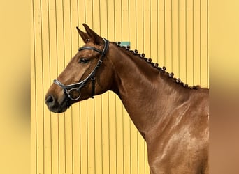 Oldenburg, Giumenta, 5 Anni, 166 cm, Sauro