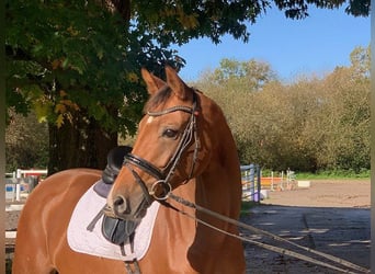 Oldenburg, Giumenta, 5 Anni, 167 cm, Baio