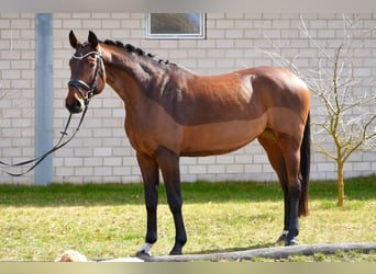 Oldenburg, Giumenta, 5 Anni, 167 cm, Baio