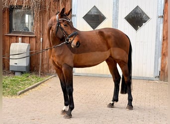 Oldenburg, Giumenta, 5 Anni, 167 cm, Baio