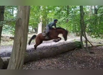 Oldenburg, Giumenta, 5 Anni, 167 cm, Baio