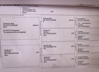 Oldenburg, Giumenta, 5 Anni, 167 cm, Baio