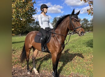 Oldenburg, Giumenta, 5 Anni, 167 cm, Baio