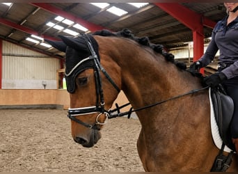 Oldenburg, Giumenta, 5 Anni, 167 cm, Baio scuro
