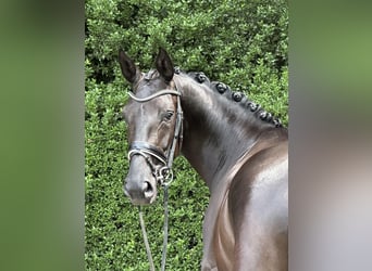 Oldenburg, Giumenta, 5 Anni, 167 cm, Morello