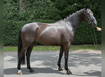 Oldenburg, Giumenta, 5 Anni, 167 cm, Morello