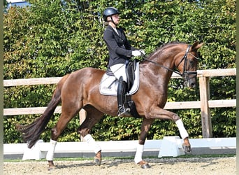Oldenburg, Giumenta, 5 Anni, 167 cm, Sauro