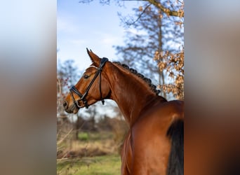 Oldenburg, Giumenta, 5 Anni, 168 cm, Baio