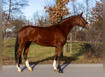 Oldenburg, Giumenta, 5 Anni, 168 cm, Baio