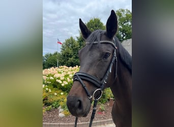 Oldenburg, Giumenta, 5 Anni, 168 cm, Baio nero