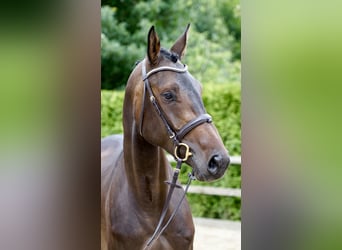 Oldenburg, Giumenta, 5 Anni, 168 cm, Baio scuro