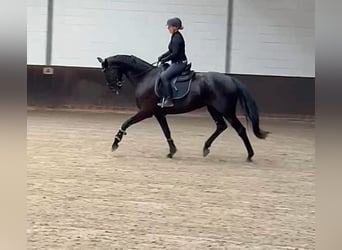 Oldenburg, Giumenta, 5 Anni, 168 cm, Morello