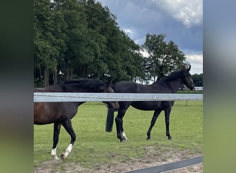 Oldenburg, Giumenta, 5 Anni, 168 cm, Morello