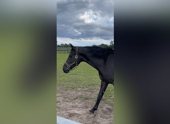 Oldenburg, Giumenta, 5 Anni, 168 cm, Morello