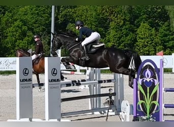 Oldenburg, Giumenta, 5 Anni, 168 cm, Morello