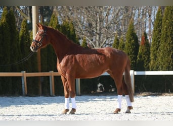 Oldenburg, Giumenta, 5 Anni, 168 cm, Sauro