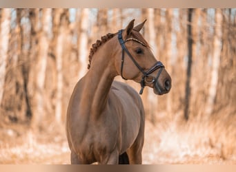 Oldenburg, Giumenta, 5 Anni, 168 cm, Sauro