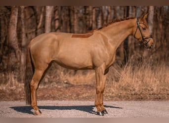 Oldenburg, Giumenta, 5 Anni, 168 cm, Sauro