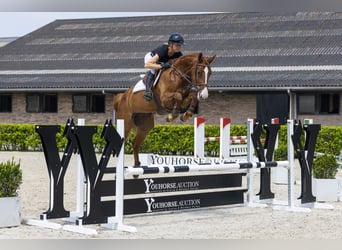Oldenburg, Giumenta, 5 Anni, 168 cm, Sauro