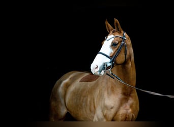 Oldenburg, Giumenta, 5 Anni, 168 cm, Sauro scuro
