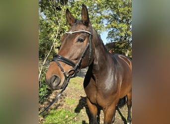 Oldenburg, Giumenta, 5 Anni, 169 cm, Baio