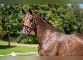 Oldenburg, Giumenta, 5 Anni, 169 cm, Baio