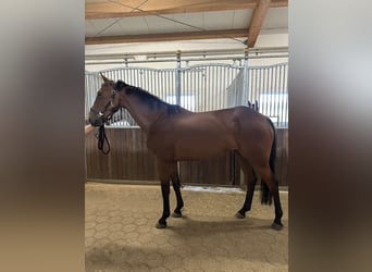 Oldenburg, Giumenta, 5 Anni, 169 cm, Baio