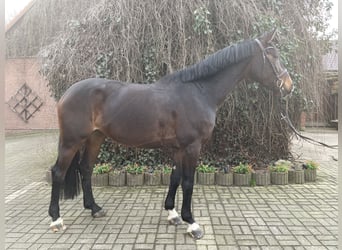 Oldenburg, Giumenta, 5 Anni, 169 cm, Baio scuro