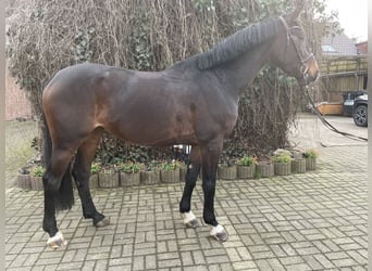 Oldenburg, Giumenta, 5 Anni, 169 cm, Baio scuro