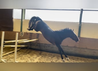Oldenburg, Giumenta, 5 Anni, 169 cm, Baio scuro