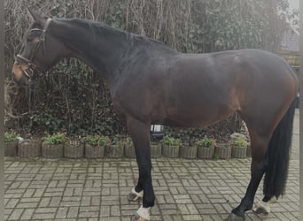 Oldenburg, Giumenta, 5 Anni, 169 cm, Baio scuro
