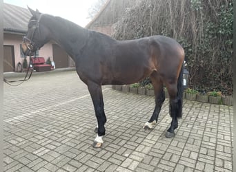 Oldenburg, Giumenta, 5 Anni, 169 cm, Baio scuro