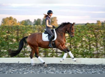 Oldenburg, Giumenta, 5 Anni, 170 cm, Baio