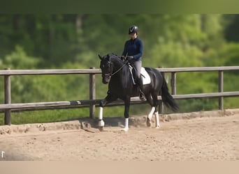Oldenburg, Giumenta, 5 Anni, 170 cm, Morello