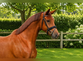 Oldenburg, Giumenta, 5 Anni, 170 cm, Sauro