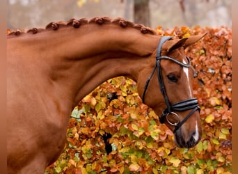 Oldenburg, Giumenta, 5 Anni, 170 cm, Sauro