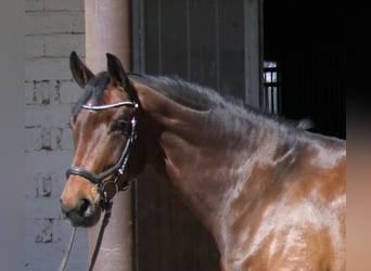 Oldenburg, Giumenta, 5 Anni, 171 cm, Baio scuro
