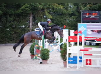 Oldenburg, Giumenta, 5 Anni, 171 cm, Baio scuro