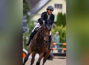 Oldenburg, Giumenta, 5 Anni, 171 cm, Baio scuro